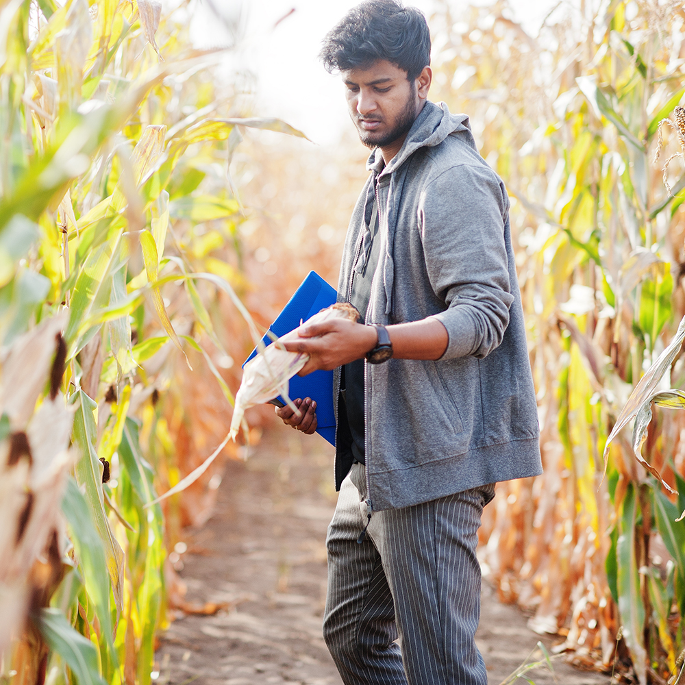 Free access farms, agriculture, India, Wholesale, Wholesalers, Distribution